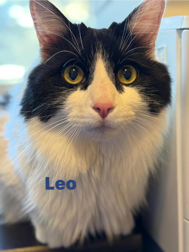 Leo Image