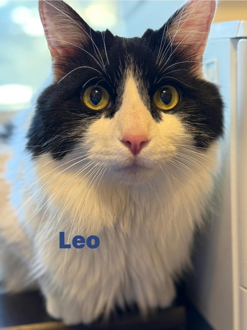 Leo, Adult Domestic Long Hair / Mixed, cat for adoption in Kenosha, Wisconsin