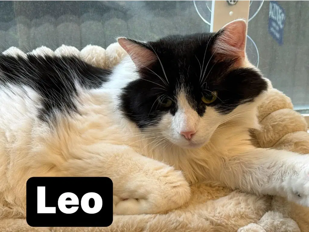 Leo image 2