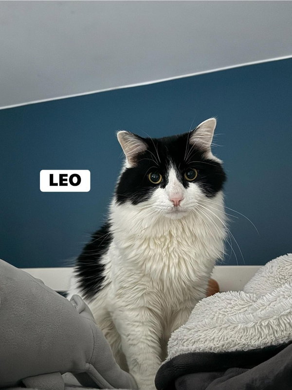 Leo
