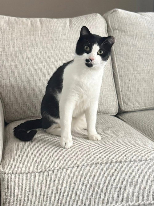 picture of the cat needing adoption
