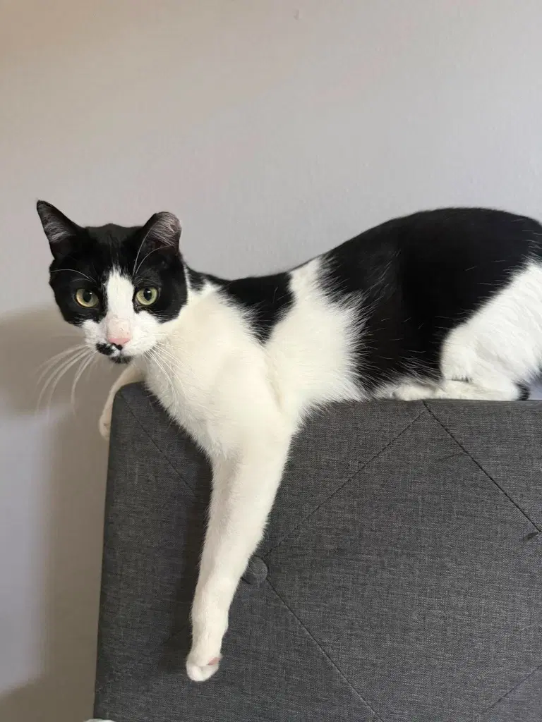Louis - Domestic Short Hair