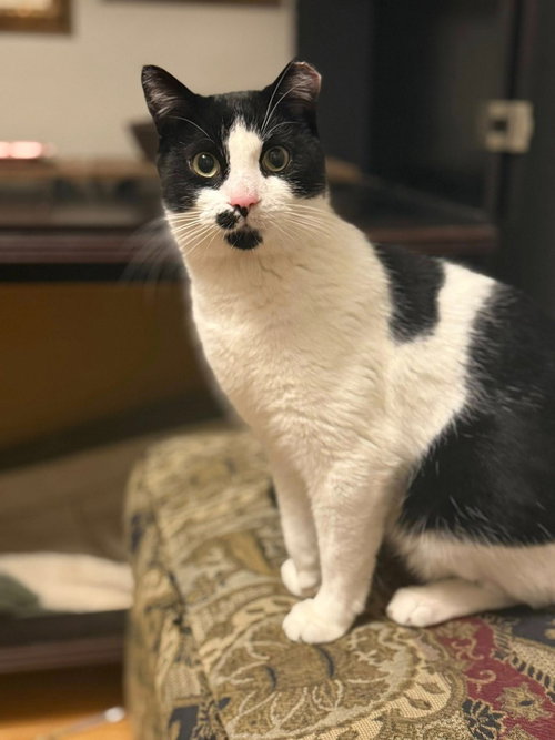 picture of the cat needing adoption