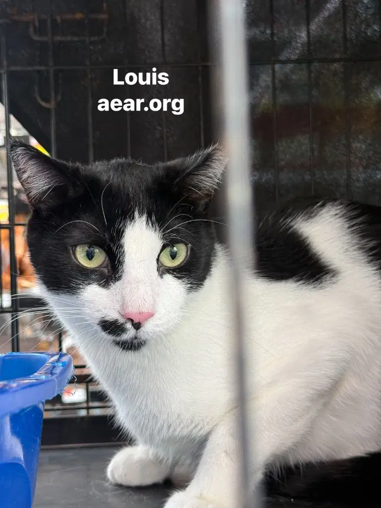Louis image 2