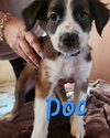 Doc - Photo 1