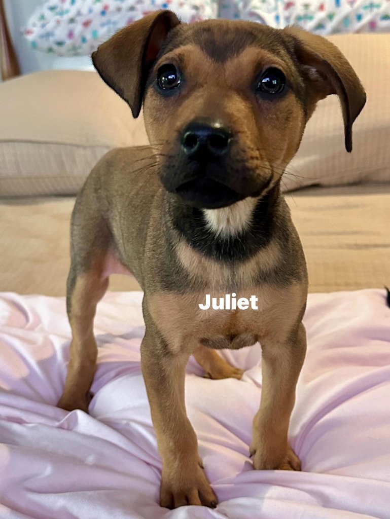 Juliet Image