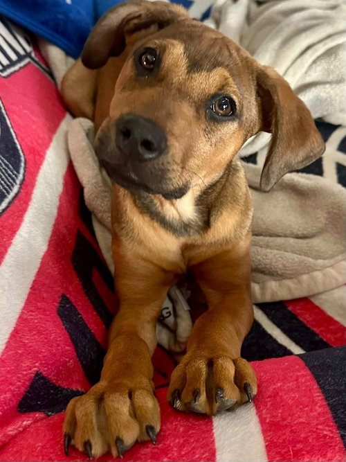 picture of the dog needing adoption
