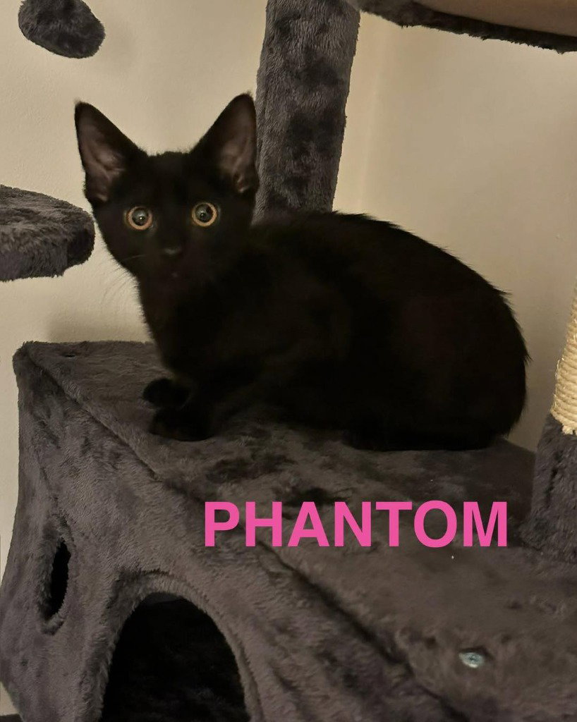 Phantom Image