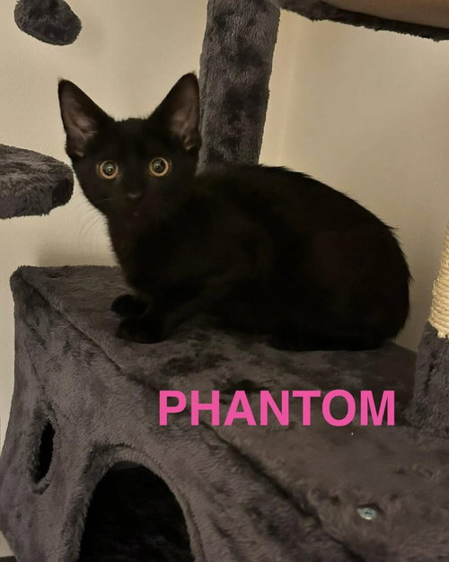 PHANTOM - Domestic Medium Hair available for adoption
