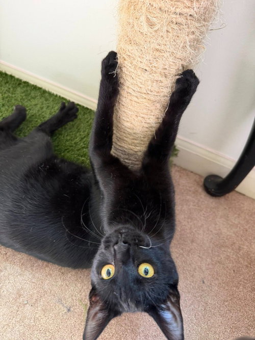 PHANTOM - Domestic Medium Hair for adoption in Kenosha