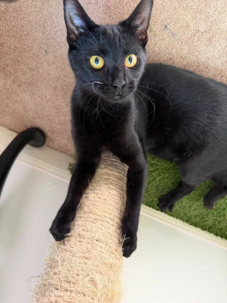 Phantom - Domestic Medium Hair