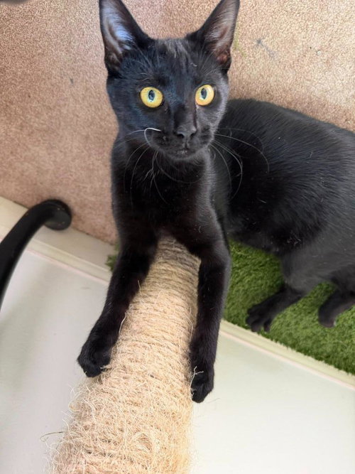picture of the cat needing adoption