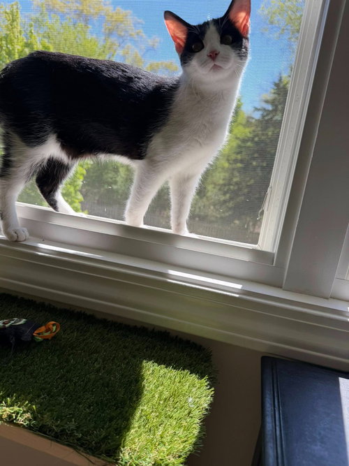 JANE - Domestic Medium Hair for adoption in Kenosha