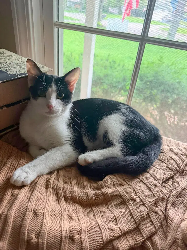 Jane - Domestic Medium Hair