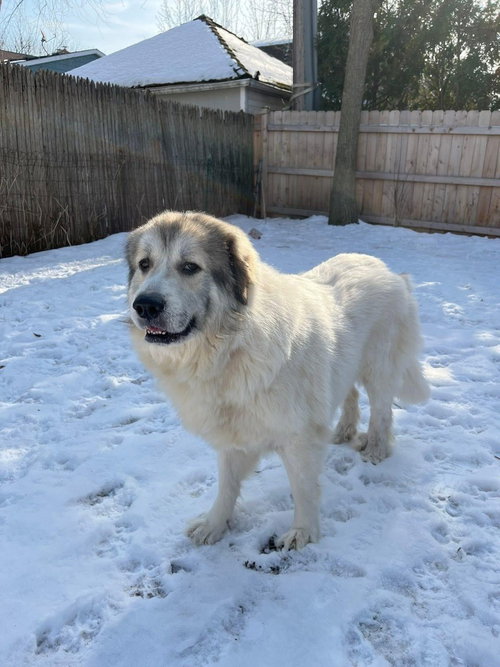 LUNA - Great Pyrenees available for adoption