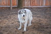 Luna - Photo 4