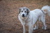 Luna - Photo 1