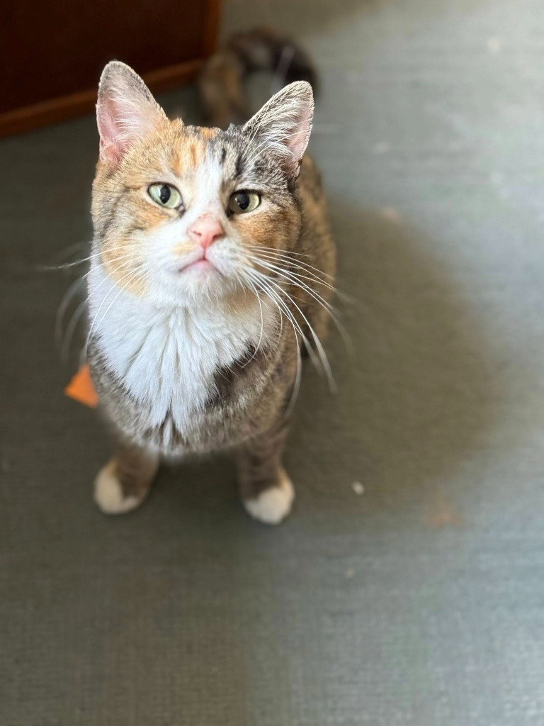 Maggie