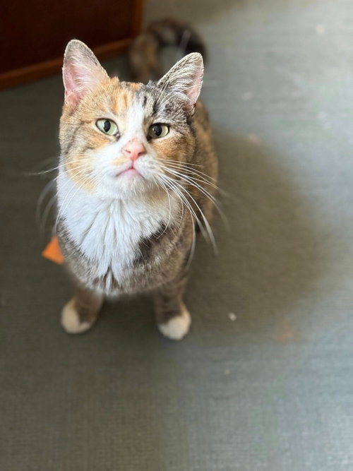 picture of the cat needing adoption