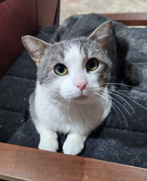 picture of the cat needing adoption