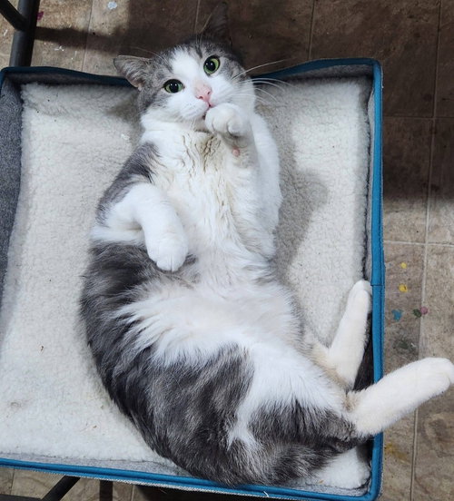 Swiss, Adult Domestic Short Hair / Mixed, cat for adoption in Orland Park, Illinois