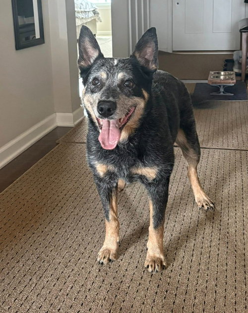 picture of the dog needing adoption