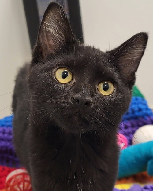 picture of the cat needing adoption