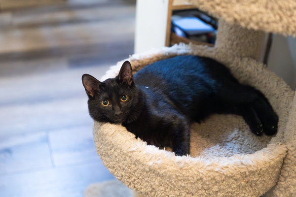 Sweetpea