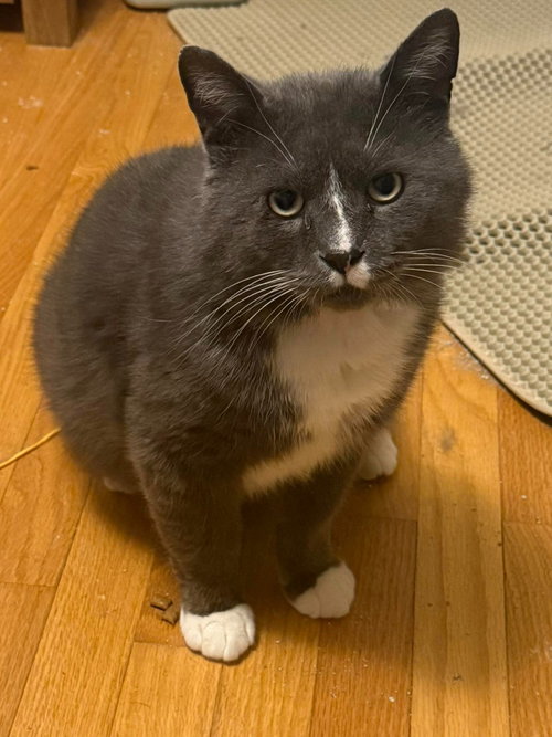 picture of the cat needing adoption
