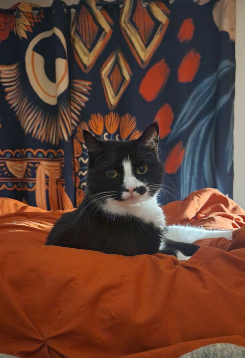 Rosa, an adoptable Domestic Medium Hair in Libertyville, IL