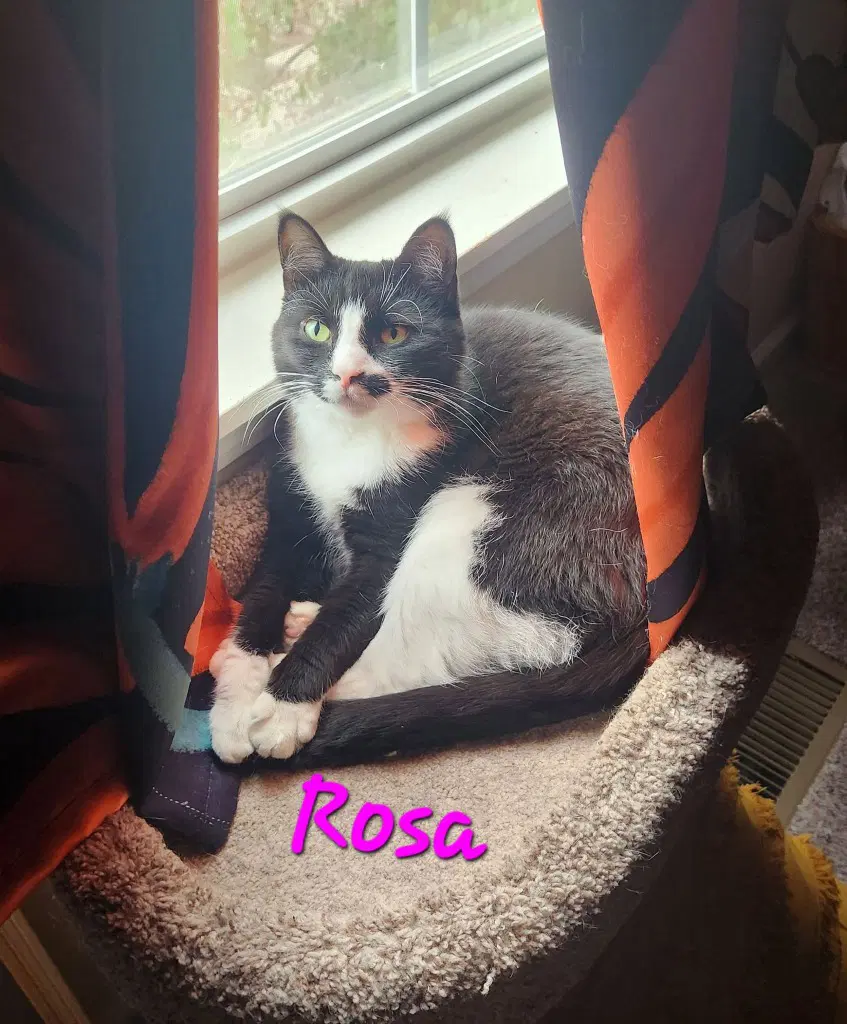 Rosa - Domestic Medium Hair