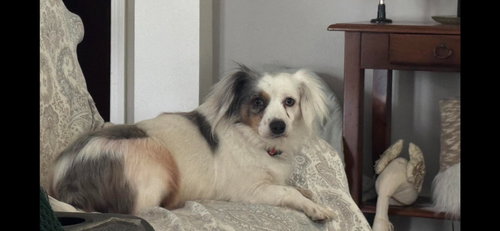picture of the dog needing adoption