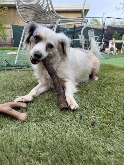 ODIS - Papillon / Chihuahua for adoption in Kenosha