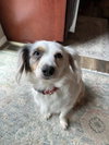 Odis - Photo 4