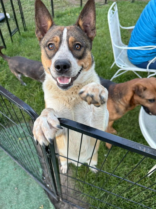 Colt, an adoptable Australian Cattle Dog in Libertyville, IL