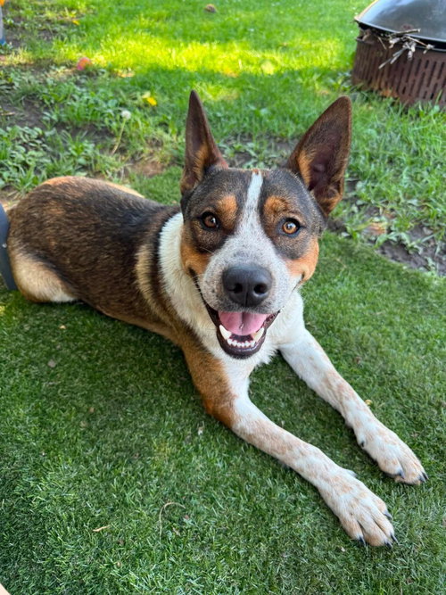 picture of the dog needing adoption