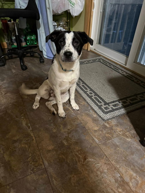 Remi, an adoptable Border Collie in Libertyville, IL