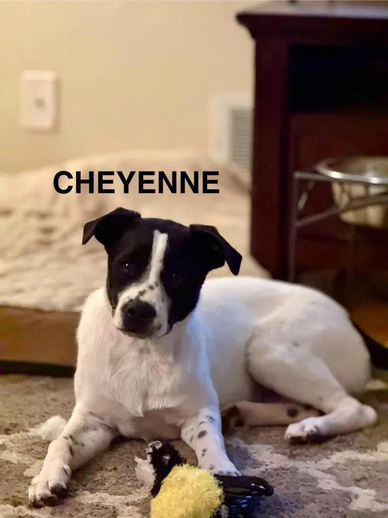 Cheyenne - Border Collie and Lab
