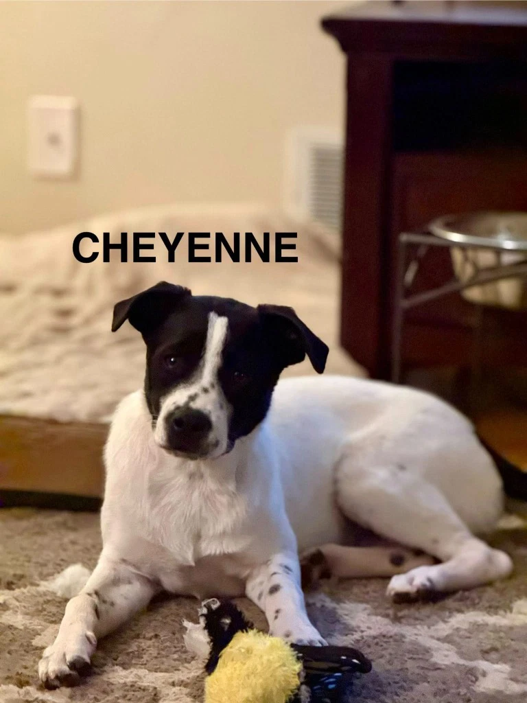 Cheyenne