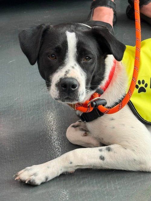 picture of the dog needing adoption