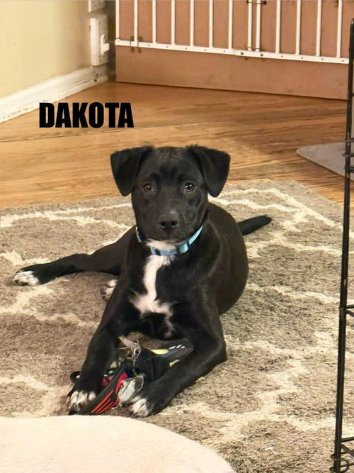 Dakota, an adoptable Border Collie in Libertyville, IL