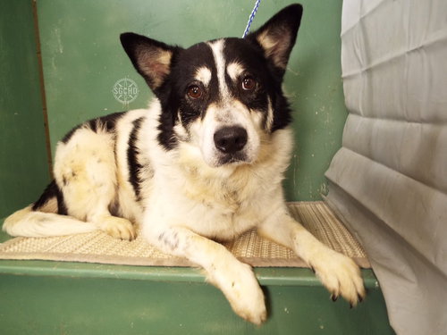 Sylus, an adoptable Cattle Dog in Libertyville, IL