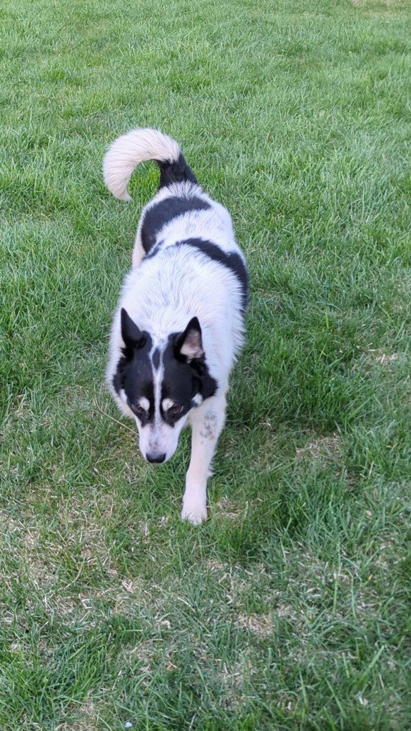 Sylus