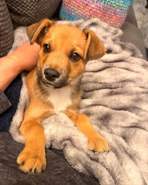 KEVIN - Terrier for adoption in Kenosha
