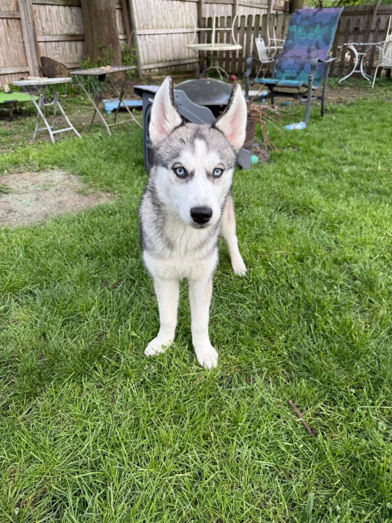 Frida