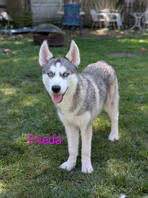 Frida
