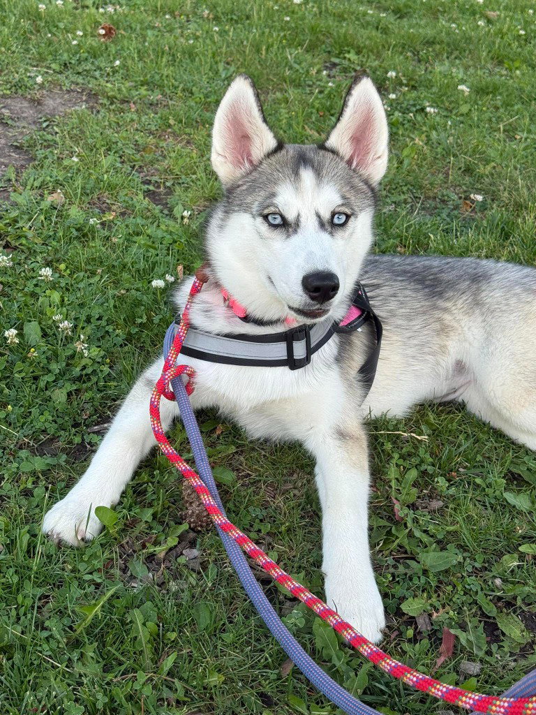 Freida