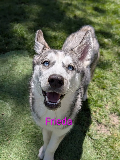 Freida photo 4
