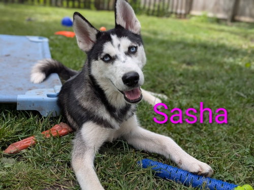 Sasha photo 3