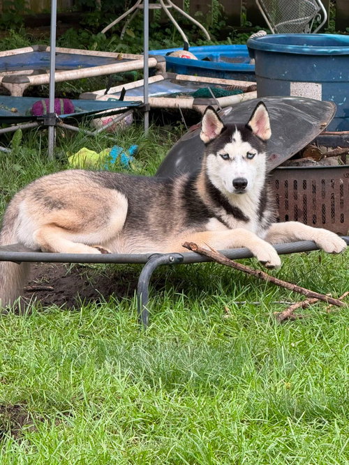 Sasha photo 1